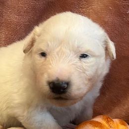 LIZZIE Orange collar female - White female Great Pyrenees puppy in Fair Grove, Missouri from Allen Wags & Woolies