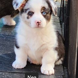 American Corgi Puppies from Wigglebutts American Corgis