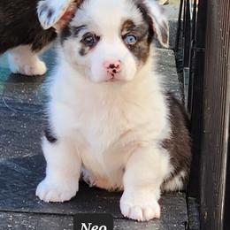 American Corgi Puppies from Wigglebutts American Corgis