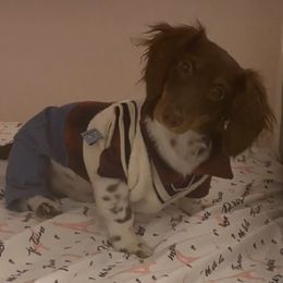 PepsiCo - Dachshund