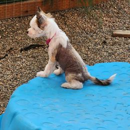 Chinese Crested Puppies from Zion"s Chinese Cresteds