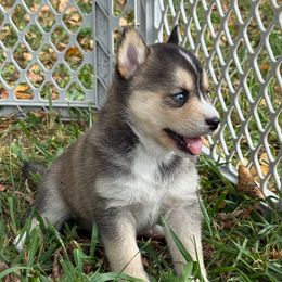 Ash - Wolf sable female Pomsky puppy in Greenfield, Minnesota from SRF Pomskies