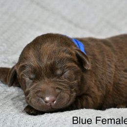 Blue female - Chocolate female Labrador Retriever puppy in Mississippi from Sure Shot English Labs