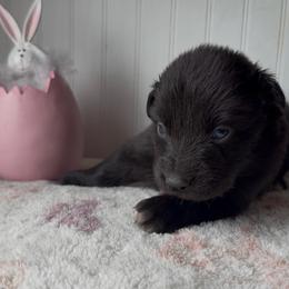 Peep - Black male Australian Shepherd puppy in Windsor, New York from Double B Aussies