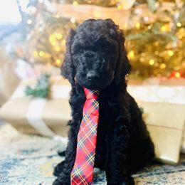 Goldendoodle Puppies from Daisy Mae Doodles