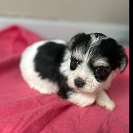 Indy - Piebald female Morkie puppy in Independence, Kentucky from 4paws4ever by Design