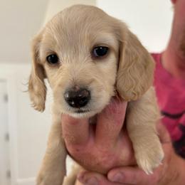 Cream Female - Cream female Dachshund puppy in Spanish Fork, Utah from Lunceford Dachshunds