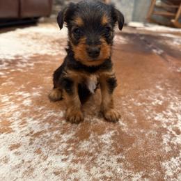 Boy 1 - Black and tan male Yorkshire Terrier puppy in Dennard, Arkansas from Leamarr Farms Yorkies