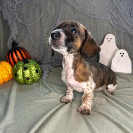 Piccolo - Piebald male Dachshund puppy in Park Hills, Missouri from Sugar Pop Dachshunds