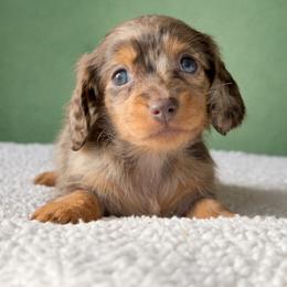 Halo - Dapple female Dachshund puppy in Pflugerville, Texas from Dream A Dream Dachshunds