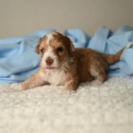 Piccolo Pete - Red merle male Aussiedoodle puppy in Lincoln, California from Frenchie LOVE and Doodles