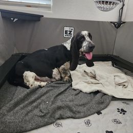 Basset Hound Puppies from Howlin Hounds
