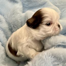 Casper - Gold and white male Shih Tzu puppy in Silver Lake, Oregon from Bling Shih Tzu