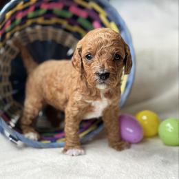Willow - Red female Cavapoo puppy in Orrstown, Pennsylvania from Pawfect Fur Friends