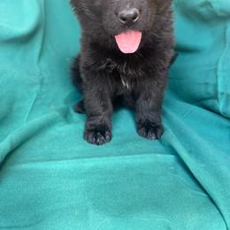 Pink female - Black female German Shepherd puppy in Jennings, Kansas from Lost Creek German Shepherds LLC