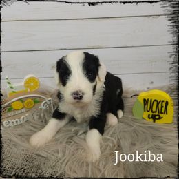Jookiba - Black and white male Sheepadoodle puppy in Farley, Iowa from Iowa's Doodle Co.