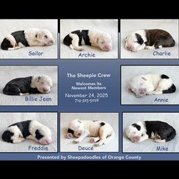Girl 1 - Black and white female Sheepadoodle puppy in California from Sheepadoodles of Orange County