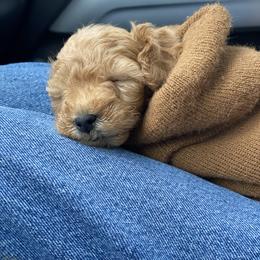 French Bulldog and Goldendoodle All Grown Up from French Valley Miniature Goldendoodles & French Bulldogs