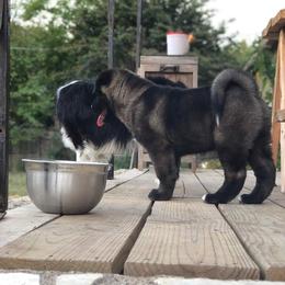 Akita Puppies from Folklore Akitas
