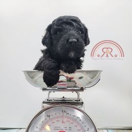 Boy 1 - Poodle puppy in Inman, South Carolina from Raynebow Rose Poodles