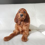 Irish Setters from Shakarri Irish Setters