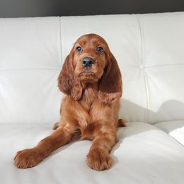 Irish Setters from Shakarri Irish Setters