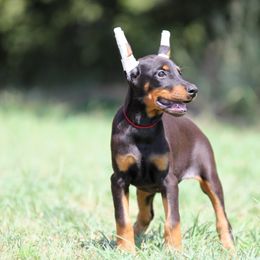 Naelora - Black and rust female Doberman Pinscher puppy in Rockwall, Texas from Elitehaus