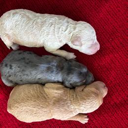 Cream Girl - Cream female Goldendoodle puppy in Lake City, Florida from North Florida Poodles and Doodles