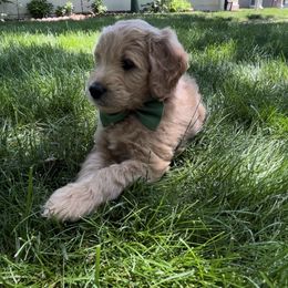 Goldendoodle and Poodle Puppies from Jaeckels Doodles
