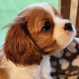 Honeybee - Blenheim Cavalier King Charles Spaniel puppy in Geff, Illinois from Angelic Cavaliers