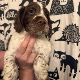 Makalu - Liver and white male English Springer Spaniel puppy in Huntingdon, Pennsylvania from Indian Creek Springers and Doxies