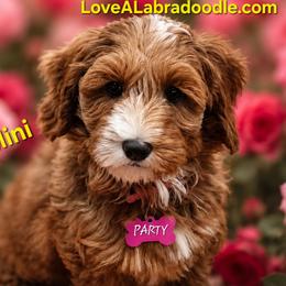 Labradoodle puppies from Family Doodles