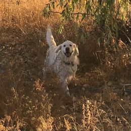 Golden Retriever Puppies from Brightside Goldens