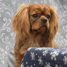 Cavalier King Charles Spaniel Puppies from FairHawk Downs