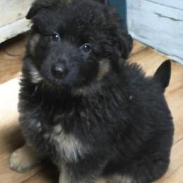 Girl 1 - Black and red female German Shepherd puppy in Gastonia, North Carolina from Moon Dragon Kennels