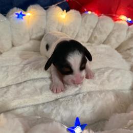 AKC black and tan piebald dapple - Piebald male Dachshund puppy in Erie, Michigan from Champagne’s Grinch Toe’d Dachshunds