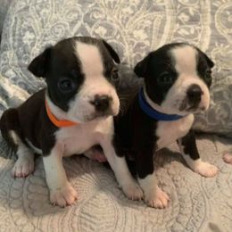 Boston Terriers from TN PawPaw Patch