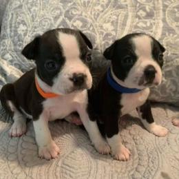 Boston Terriers from TN PawPaw Patch