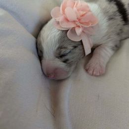 Cardigan Welsh Corgi Puppies from Smoky Tails Corgis