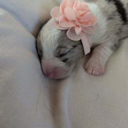 Cardigan Welsh Corgi Puppies from Smoky Tails Corgis