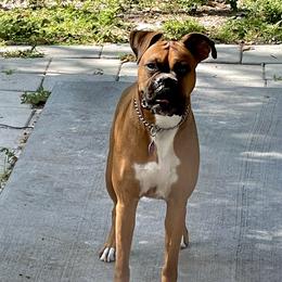 Layla - Boxer