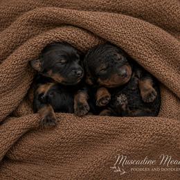 Goldendoodle puppies from Muscadine Meadows Poodles and Doodles