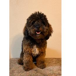 Bear Bear - Poodle