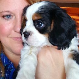 Cavalier King Charles Spaniel Puppies from Phoenix Rose Cavalier King Charles
