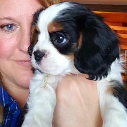 Cavalier King Charles Spaniel Puppies from Phoenix Rose Cavalier King Charles