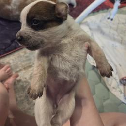 Australian Cattle Dog Puppies from Wild Sage Cattle Dogs