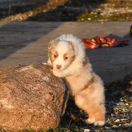 Australian Shepherd Puppies from BellSharps Australian Shepherds