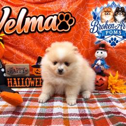 Velma - Cream female Pomeranian puppy in Sandia, Texas from Broken Arrow Poms