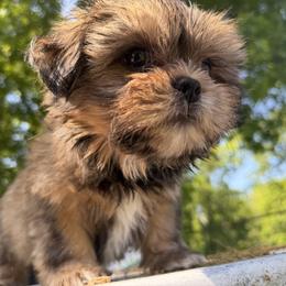Mal-Shi, Maltese, Maltipoo, Poodle, and Shih Tzu Puppies from Joy-Fur Puppies