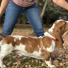 Fred - Basset Hound